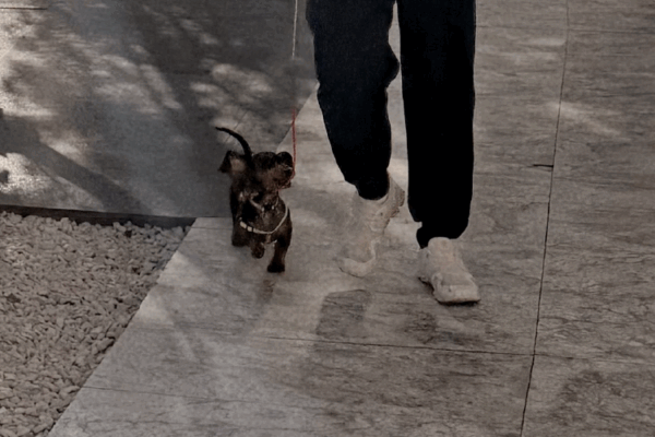 Puppi-23