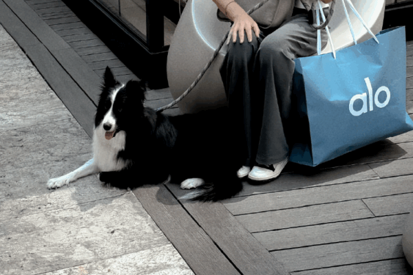 Puppi-24