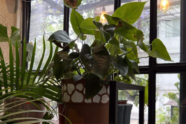 plantas-11