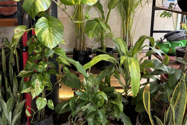 plantas-12