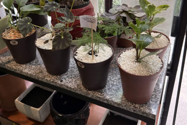 plantas-13