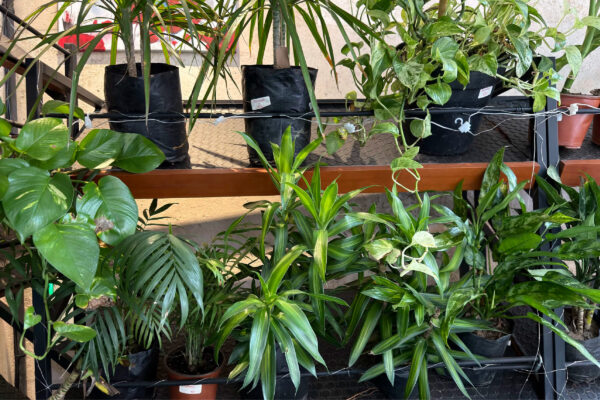 plantas-14