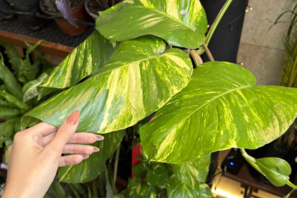 plantas-15