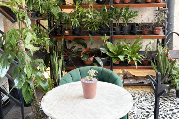 plantas-16