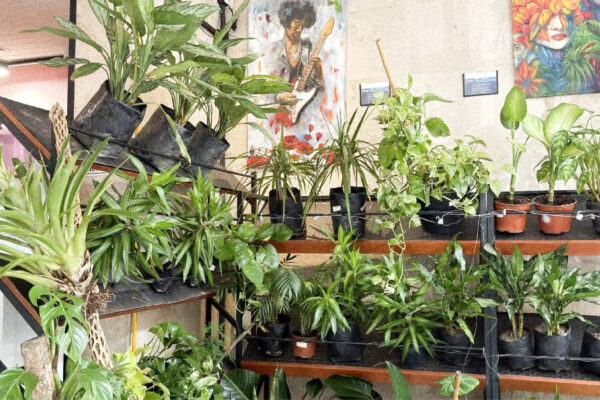 plantas-17